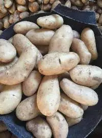 Spunta Potatoes