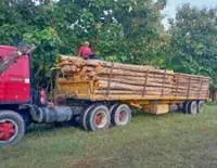 Teak Wood