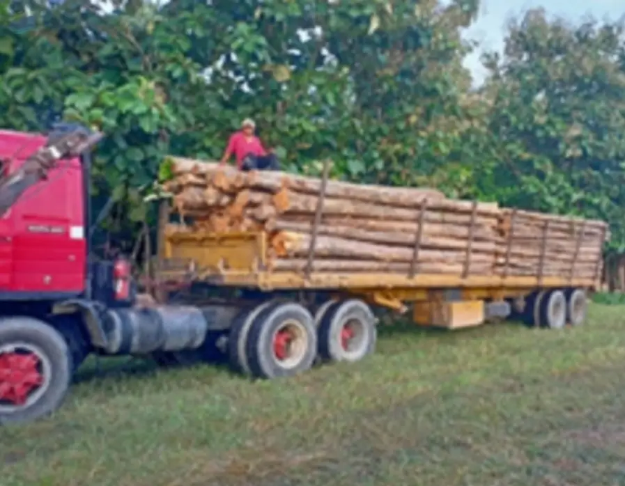 Teak Wood