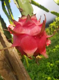 Dragon Fruit