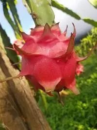 Dragon Fruit