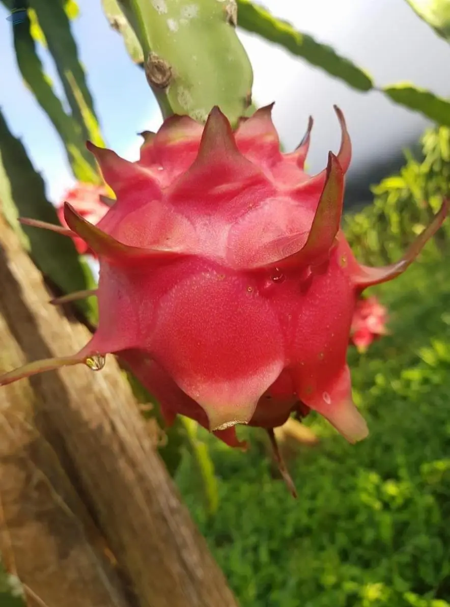 Dragon Fruit
