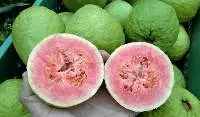 Guava