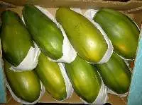 Papaya 