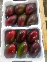Mango Palmer