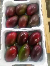 Mango Palmer
