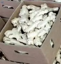 Ginger