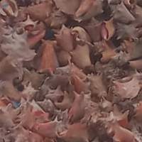 Queen Conch Shells