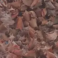 Queen Conch Shells