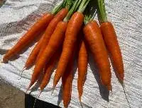 Vegetables Fresh Carrot