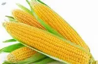 Yellow Corn, Maize Animal Feed
