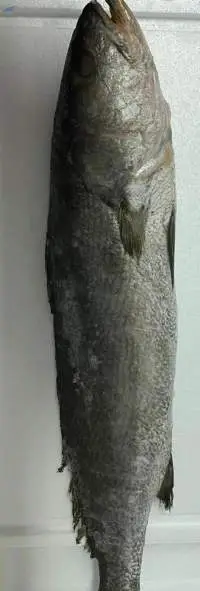 Frozen Corvina Whole Gutted