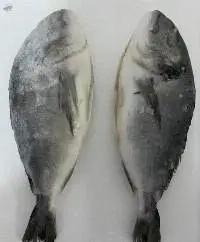Frozen Seabream Whole Gutted
