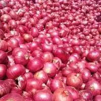 Red Onion Indian