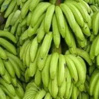 Premium Green Cavendish Banana