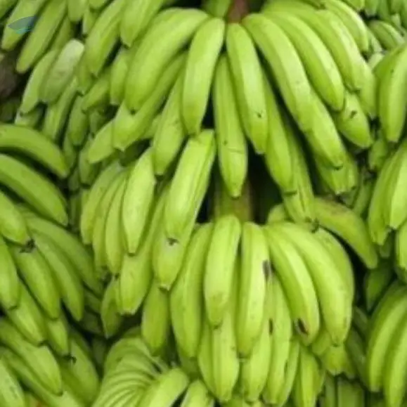 Premium Green Cavendish Banana