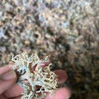 Dry Seaweed Eucheuma Cottonii