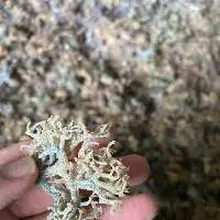 Dry Seaweed Eucheuma Cottonii