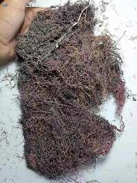 Dried Seaweed Gracilaria Sp