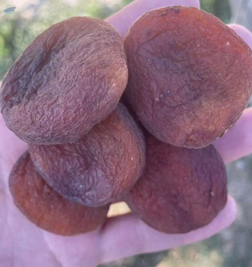 Fully Organic Dried Apricots