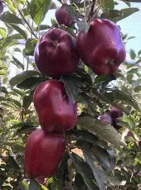 Fresh Apple Super Cheiif
