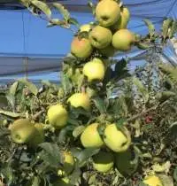 Fresh Apple Golden Delicious