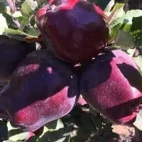Fresh Apple Scarlet Spur