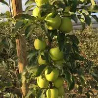 Fresh Apple Golden Reinders