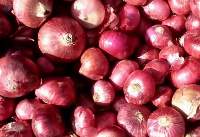 Onion