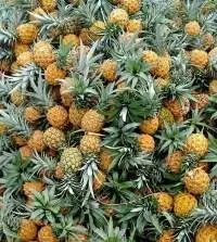 Fresh Pineapple