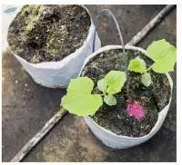 PE Garden Grow Bags