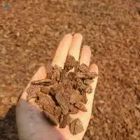Pine Bark