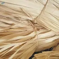 Corypha Lecomtei Palm Leaf Leaves Raw Material