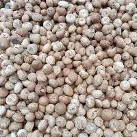 Betel Nut