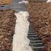 Coir Rope