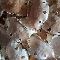 Dried Crab Shell For Foodstuff