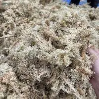 Dried Forest White Moss