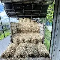 Rice Straw For Animal Feeding