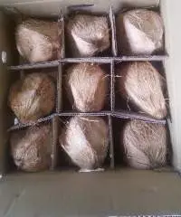 Semi Husked Coconut
