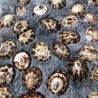 Limpet Seashell
