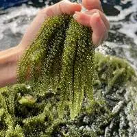 Fresh Sea Grape