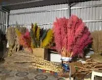 Pampas Grass For Decoration fluffy