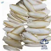 Cuttlefish Bone
