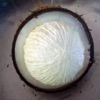 Sprouted Coconuts