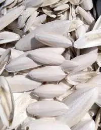 Cuttle Fish Bone