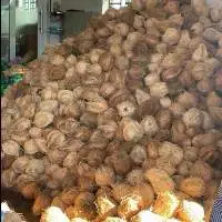 Mature Coconut Semi Husked