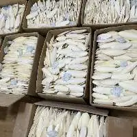 Dried Cuttlefish Bone For Parrot
