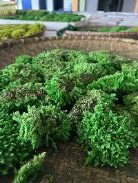 Vietnamese Green Forest Moss