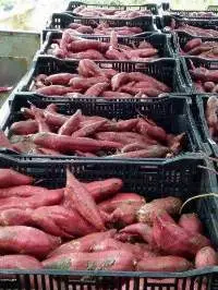 Sweet Potato From Vietnam
