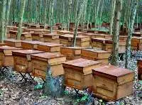 Honeybee Pure 100%